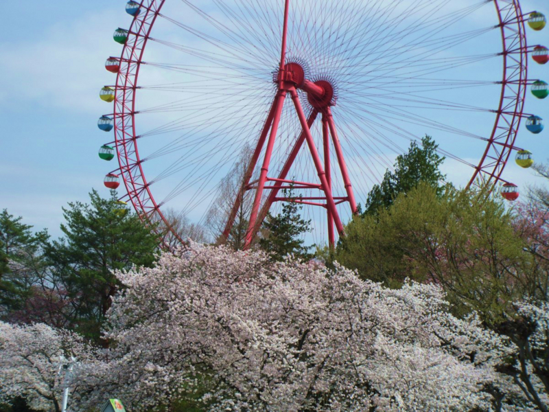 観覧車と桜