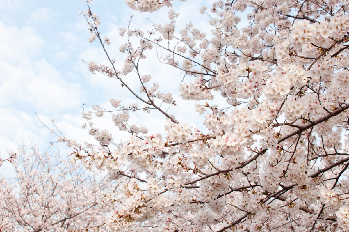 f:id:kenshan123:20200119204611p:plain f:id:kenshan123:20200119204611p:plain