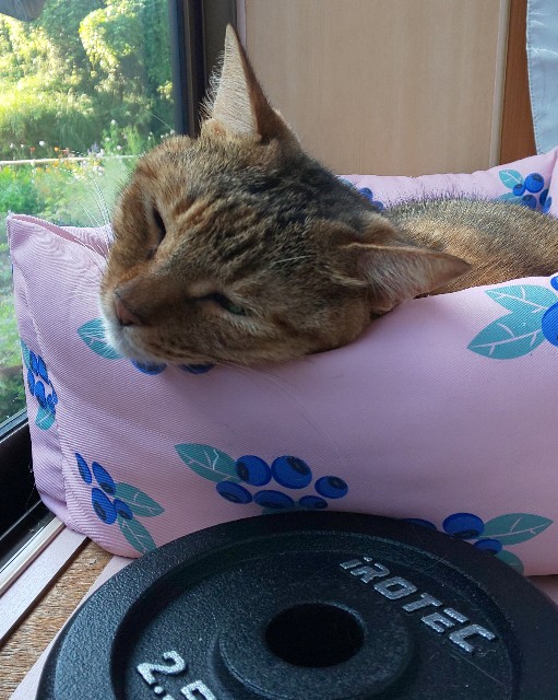 f:id:kenshin0116:20250929132704j:image