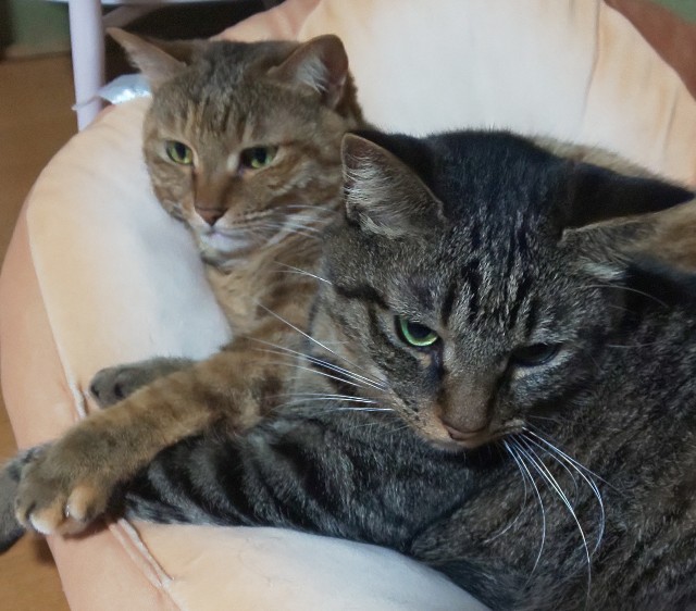 f:id:kenshin0116:20251102125441j:image