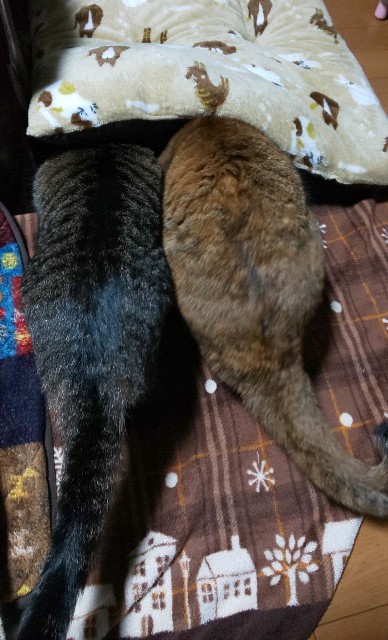 f:id:kenshin0116:20251116155005j:image