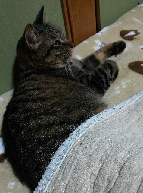 f:id:kenshin0116:20251122073029j:image