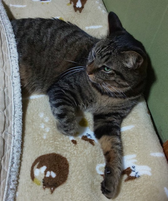 f:id:kenshin0116:20251122073053j:image