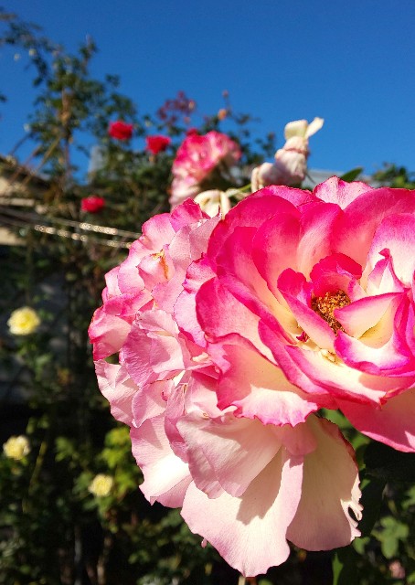 f:id:kenshin0116:20251122131811j:image