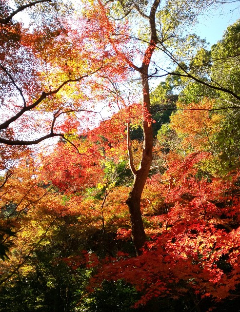 f:id:kenshin0116:20251130125645j:image