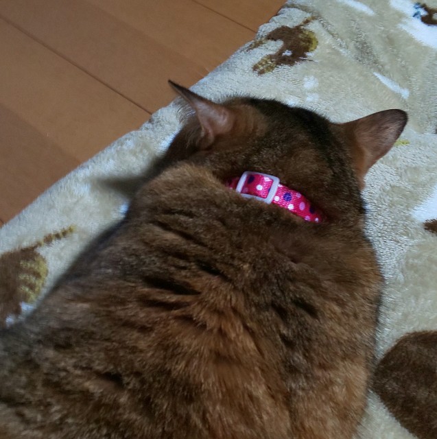 f:id:kenshin0116:20251209215513j:image