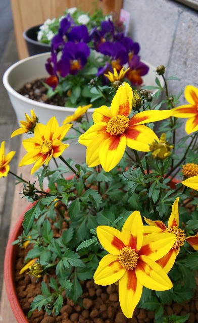 f:id:kenshin0116:20251220122801j:image