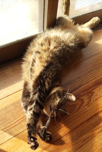 f:id:kenshin0116:20251220123048j:image