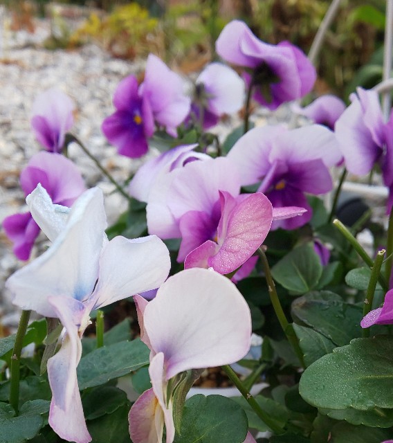 f:id:kenshin0116:20260102212748j:image