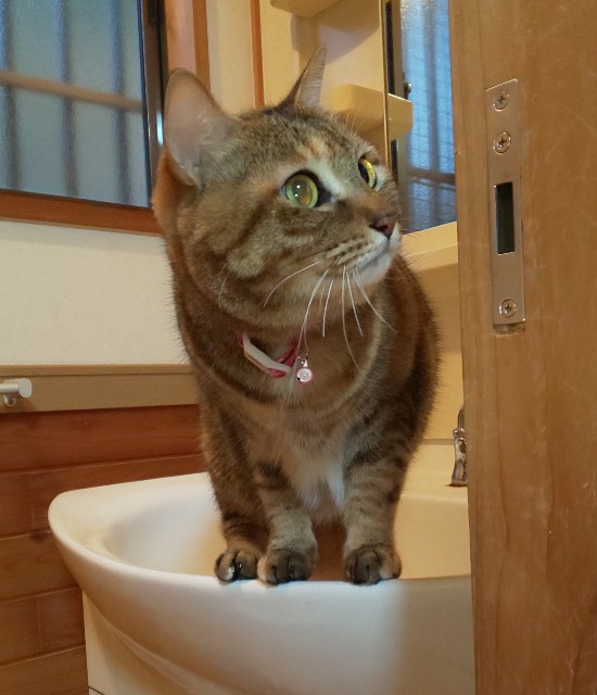 f:id:kenshin0116:20260104142824j:image