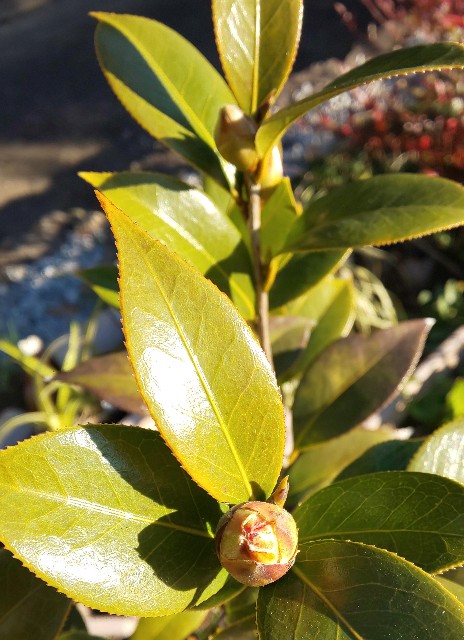 f:id:kenshin0116:20260109102349j:image