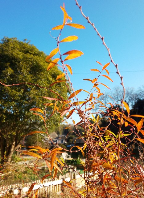 f:id:kenshin0116:20260109102505j:image