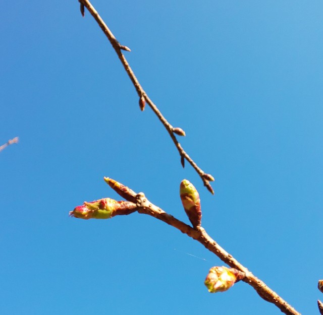 f:id:kenshin0116:20260109102630j:image