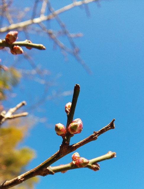 f:id:kenshin0116:20260109102706j:image