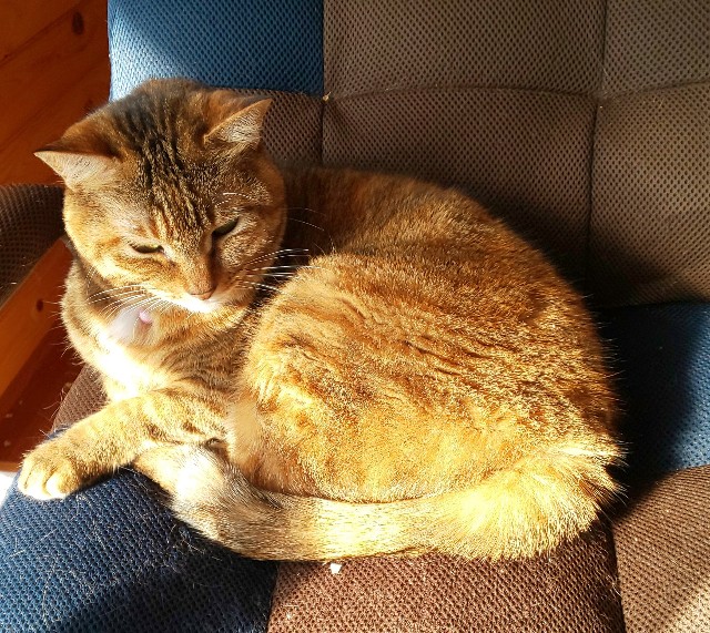 f:id:kenshin0116:20260109102738j:image