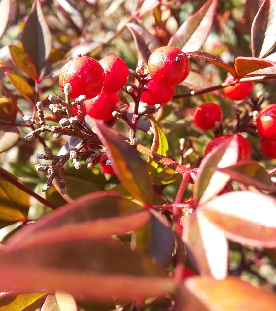 f:id:kenshin0116:20260112192131j:image