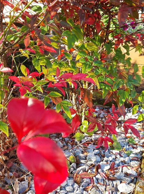 f:id:kenshin0116:20260112192155j:image