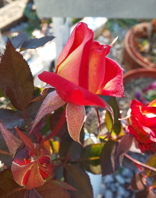 f:id:kenshin0116:20260112192209j:image