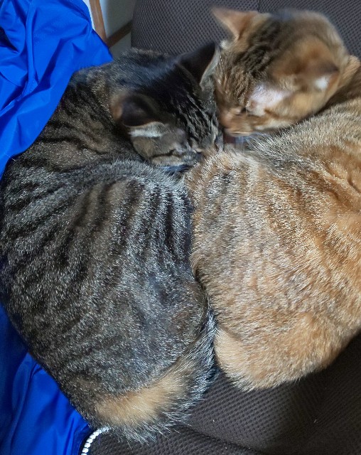 f:id:kenshin0116:20260113070018j:image