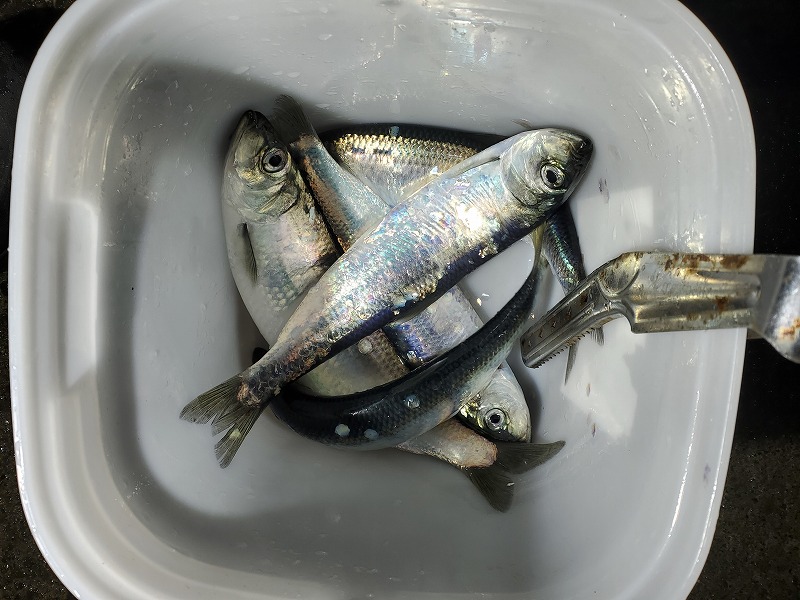 f:id:kentanaaa:20191202021307j:plain