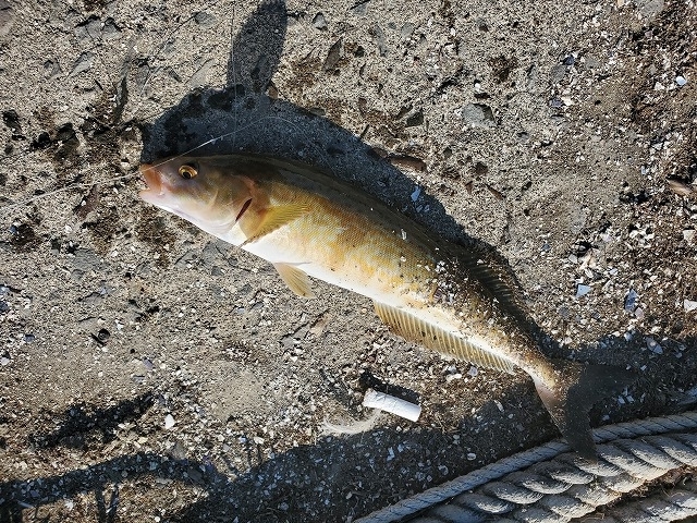 f:id:kentanaaa:20200601182357j:plain