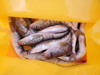 f:id:kentanaaa:20201222204459j:plain