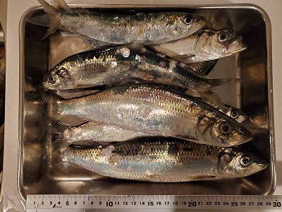 f:id:kentanaaa:20201222205251j:plain