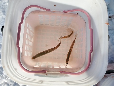 f:id:kentanaaa:20210228210413j:plain