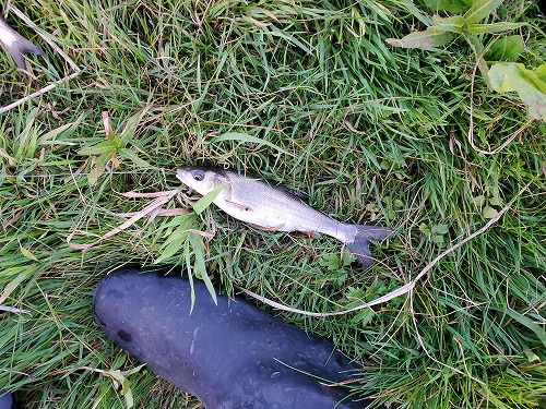 f:id:kentanaaa:20210626222445j:plain