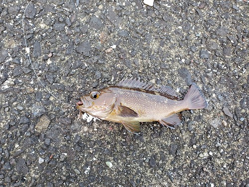 f:id:kentanaaa:20210707223603j:plain