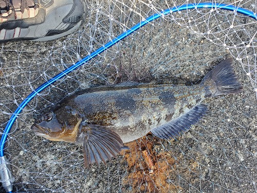 f:id:kentanaaa:20210725170020j:plain