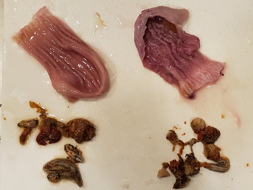 f:id:kentanaaa:20210725171450j:plain