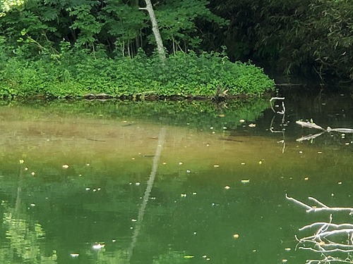 f:id:kentanaaa:20210801191945j:plain