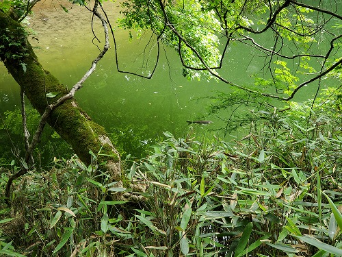 f:id:kentanaaa:20210801192017j:plain