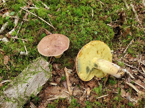 f:id:kentanaaa:20210801192113j:plain