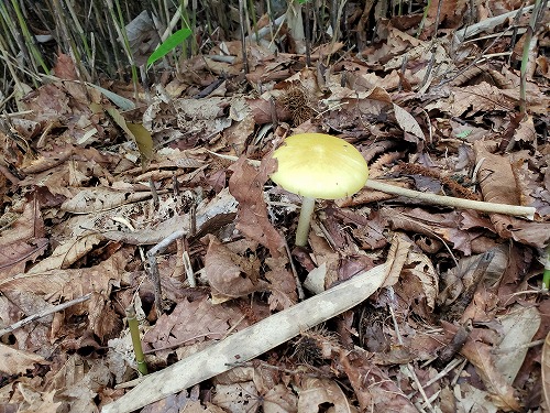 f:id:kentanaaa:20210801192129j:plain