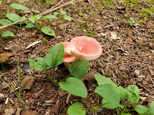 f:id:kentanaaa:20210801192145j:plain