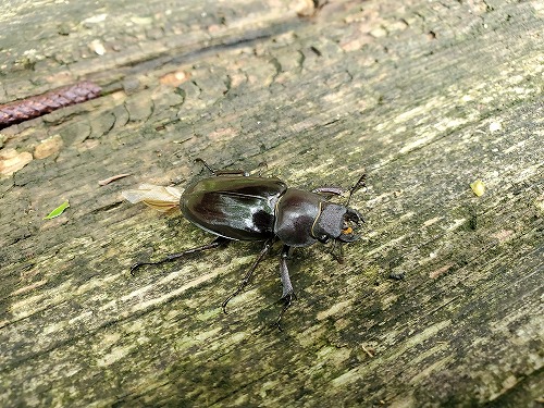 f:id:kentanaaa:20210801192430j:plain