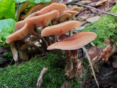 f:id:kentanaaa:20210906073947j:plain