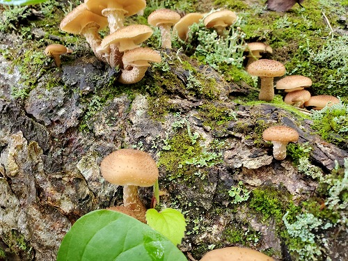 f:id:kentanaaa:20210906074006j:plain