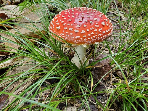 f:id:kentanaaa:20210906074039j:plain