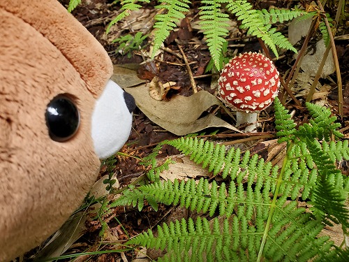 f:id:kentanaaa:20210906074055j:plain