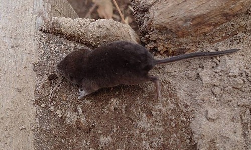 f:id:kentanaaa:20210927075150j:plain