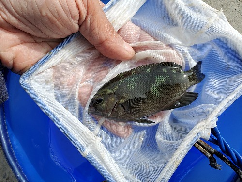 f:id:kentanaaa:20211008162500j:plain