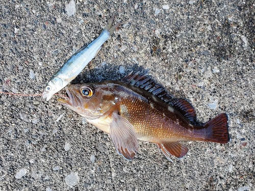 f:id:kentanaaa:20211013105825j:plain