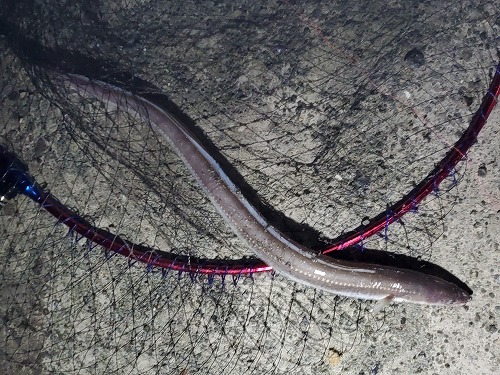 f:id:kentanaaa:20211019154201j:plain