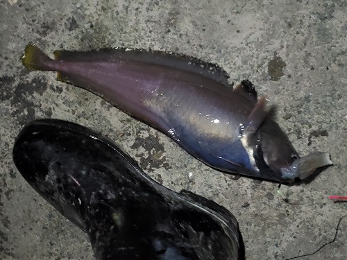 f:id:kentanaaa:20211019154514j:plain