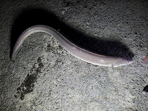 f:id:kentanaaa:20211019161637j:plain