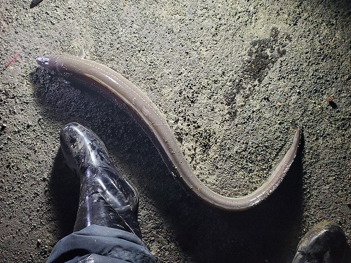 f:id:kentanaaa:20211019161751j:plain