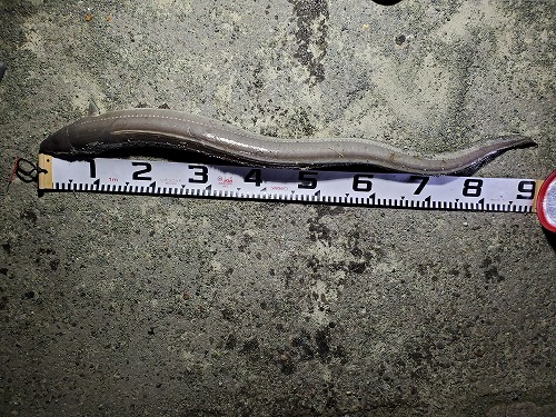 f:id:kentanaaa:20211019161903j:plain